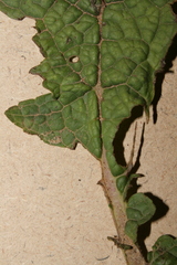 Verbascum berytheum