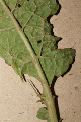 Verbascum berytheum