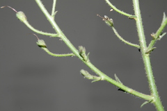 Verbascum berytheum