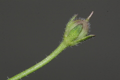 Verbascum berytheum