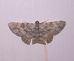 Hypomecis transcissa