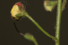 Verbascum berytheum