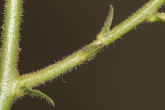 Verbascum berytheum