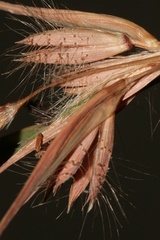 Themeda triandra