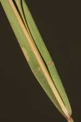 Themeda triandra