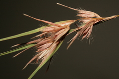 Themeda triandra