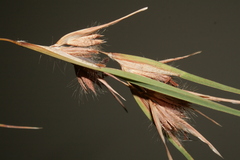Themeda triandra