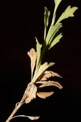 Anarrhinum orientale