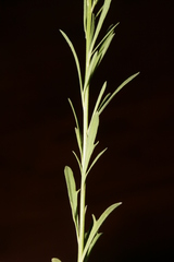 Anarrhinum orientale