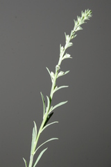 Anarrhinum orientale