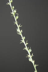 Anarrhinum orientale