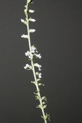 Anarrhinum orientale