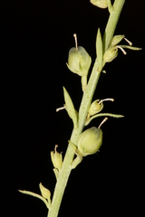 Anarrhinum orientale