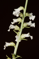 Anarrhinum orientale