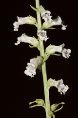Anarrhinum orientale
