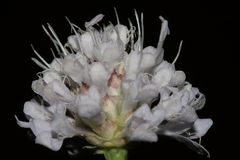 Cephalaria joppensis