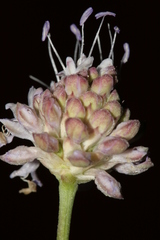 Cephalaria joppensis