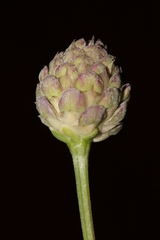 Cephalaria joppensis