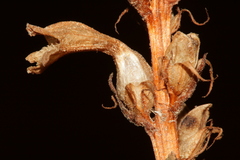 Phelipanche nana
