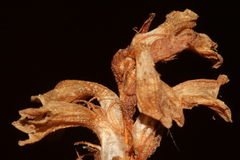Phelipanche nana