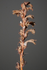Phelipanche nana