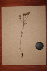 Astomaea seselifolium