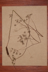 Astomaea seselifolium