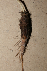 Astomaea seselifolium