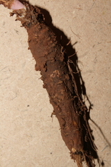 Astomaea seselifolium