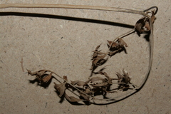 Astomaea seselifolium