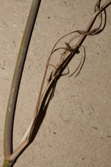 Astomaea seselifolium