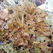 Cetraria ericetorum - Photo (c) Joe Walewski, alguns direitos reservados (CC BY-NC), uploaded by Joe Walewski