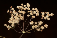 Astomaea seselifolium