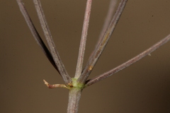 Astomaea seselifolium