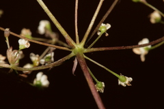 Astomaea seselifolium