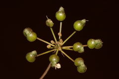 Astomaea seselifolium