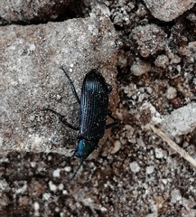 Strongylium auratum