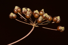 Astomaea seselifolium