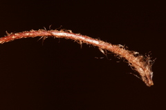 Oeosporangium