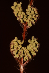 Oeosporangium
