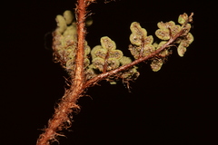 Oeosporangium