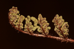 Oeosporangium