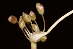 Allium fuscum