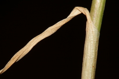 Allium fuscum