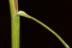 Allium fuscum