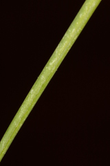 Allium fuscum