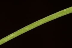 Allium fuscum