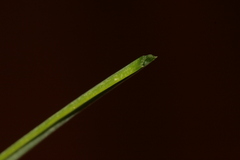 Allium fuscum