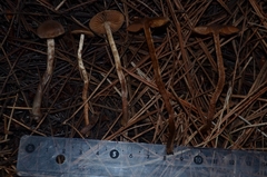 Cortinarius glandicolor