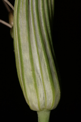 Allium fuscum